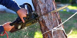 How Our Tree Care Process Works  in  Kaufman, TX