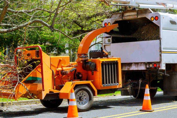 Kaufman, TX Tree Removal Company